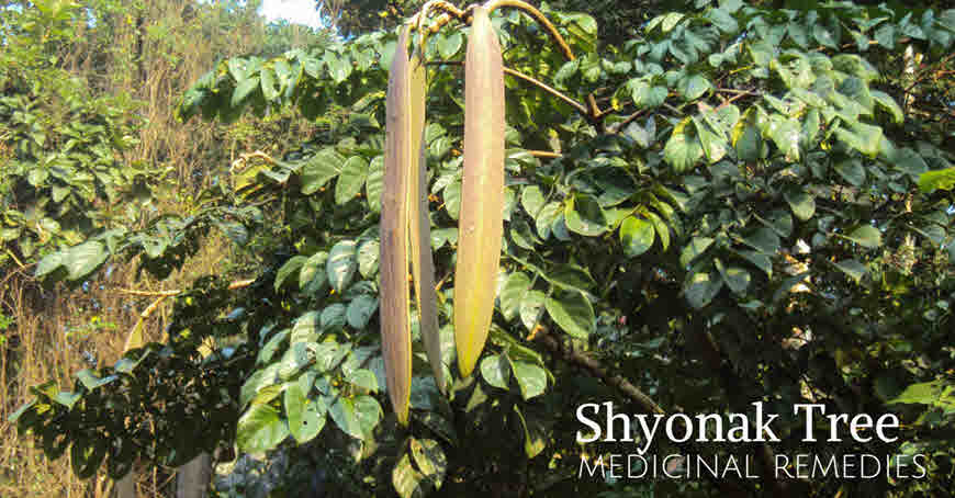 shyonak medicinal uses