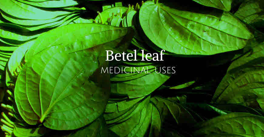 paan leaf medicinal uses