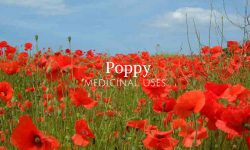 poppy plant