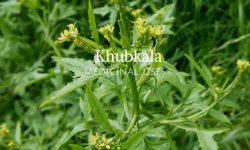 khoobkala medicinal uses