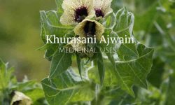 Khursani ajawain information