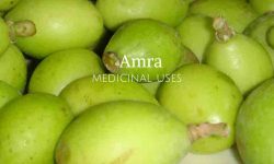 amola fruit