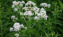 bonset herb