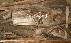 agarwood in ayurveda