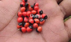 ratti seeds medicinaluses