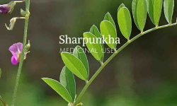 sharpunkha medicinal uses