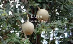 kaith fruit medicinal uses