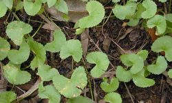 Gottu kola medicinal uses