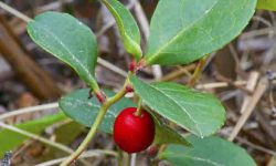 winter green medicinal uses