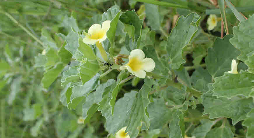 bada gokharu medicinal uses