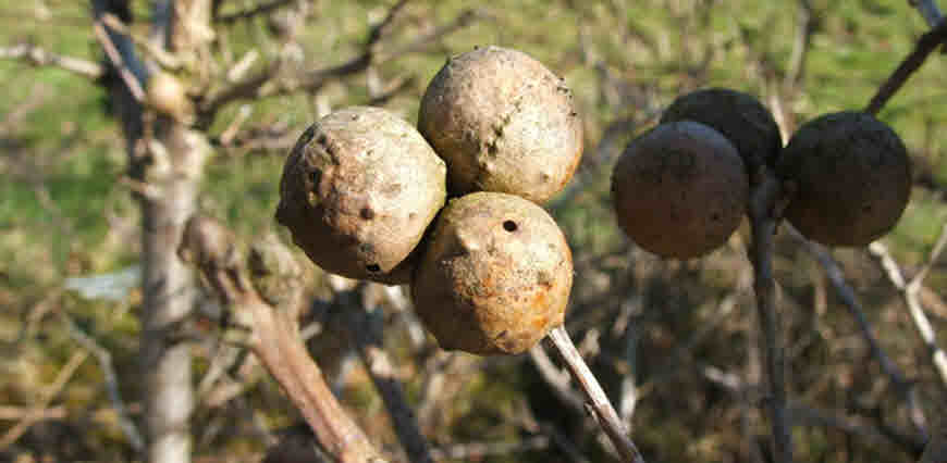 oak gals medicinal plant