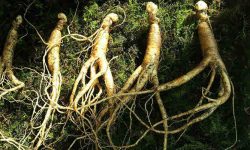 ginseng health benefits