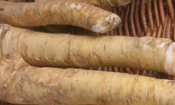 horseradish health benefits