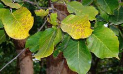 sal tree medicinal uses