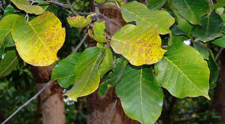 sal-tree-shorea-robusta-information-and-uses-bimbima