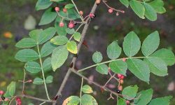 tumburu medicinal uses