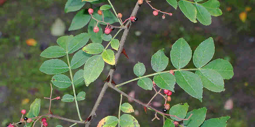 tumburu medicinal uses