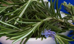 Rosemary Medicinal Benefits