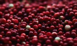 cranberry medicinal uses