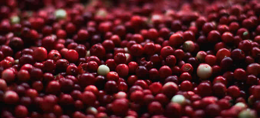 cranberry medicinal uses