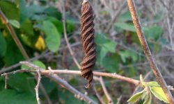 marorphali medicinal uses