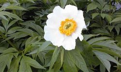 paeonia emodi medicinal plant