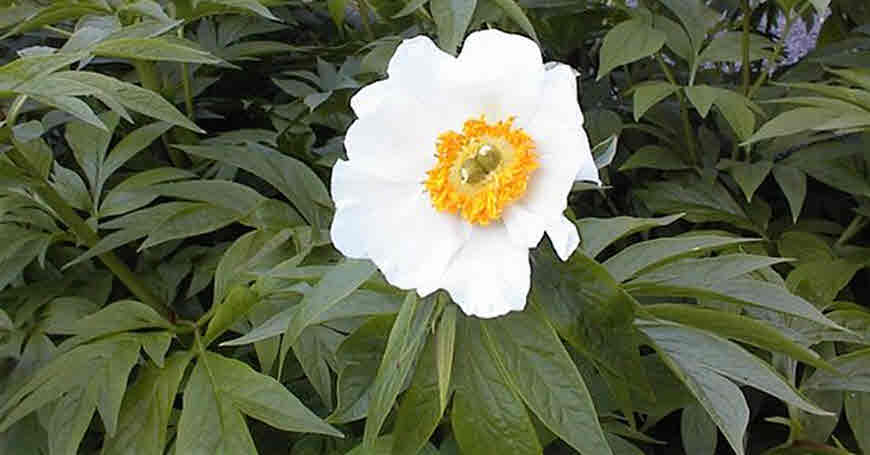 paeonia emodi medicinal plant