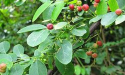 kamboji medicinal plant