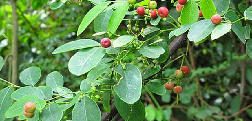 kamboji medicinal plant