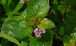 punarnava medicinal uses