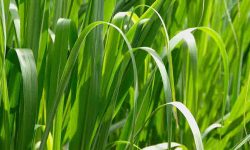 Palmarosa Grass Health benefits