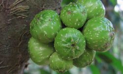 phalgu medicinal tree