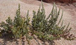 Khardi medicinal plant