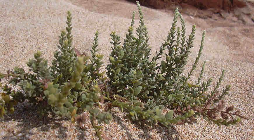 Khardi medicinal plant