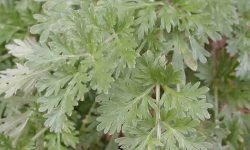 artemisia absinthium