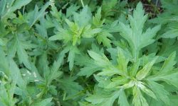 mugwort health benefits