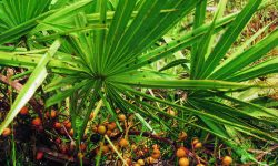 saw palmetto